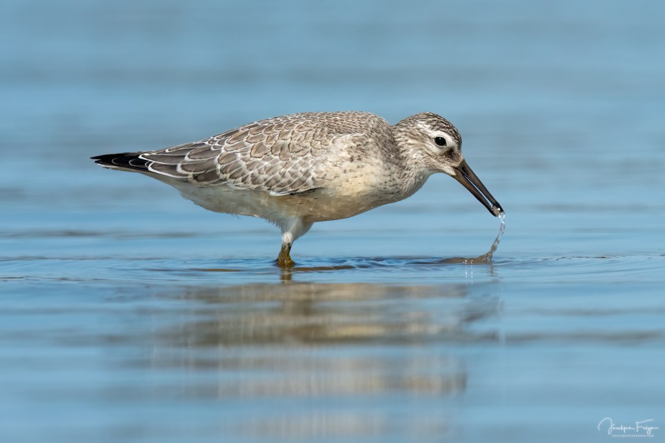 Bécasseau maubèche