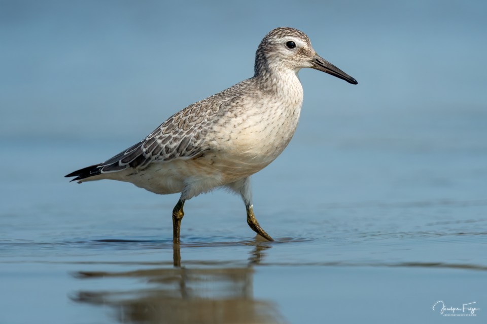 Bécasseau maubèche