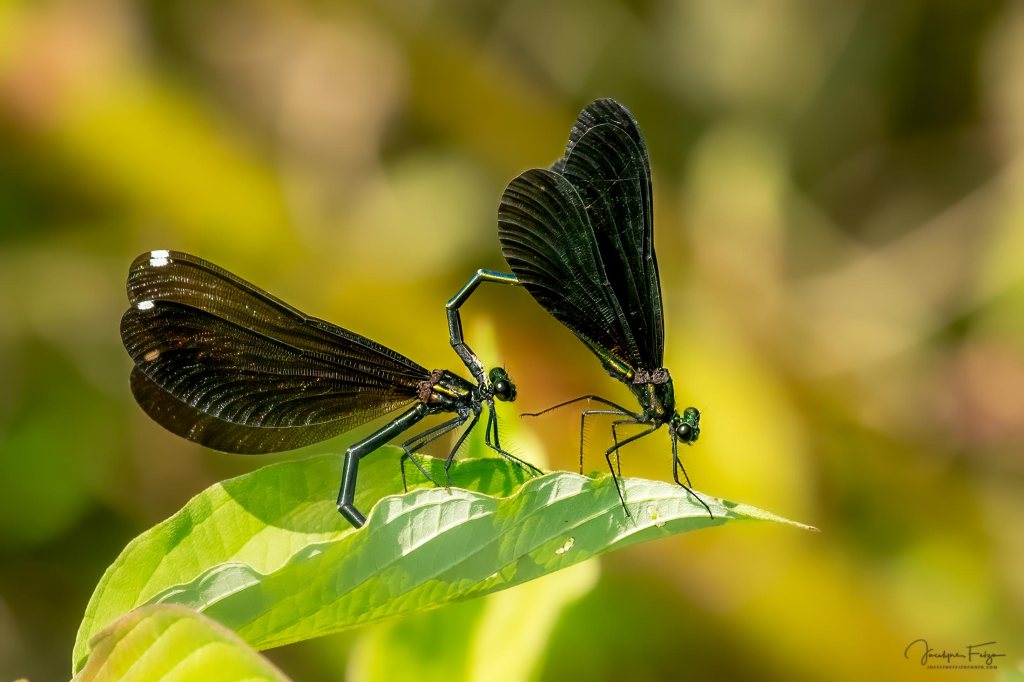 Demoiselle bistrée