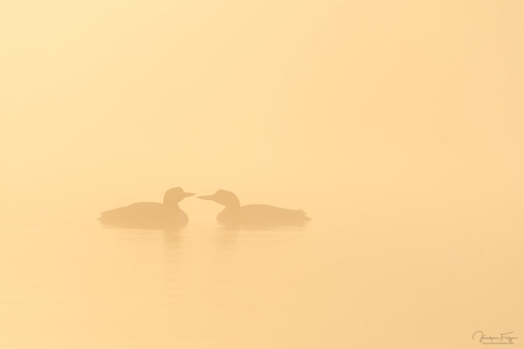 Plongeon huard