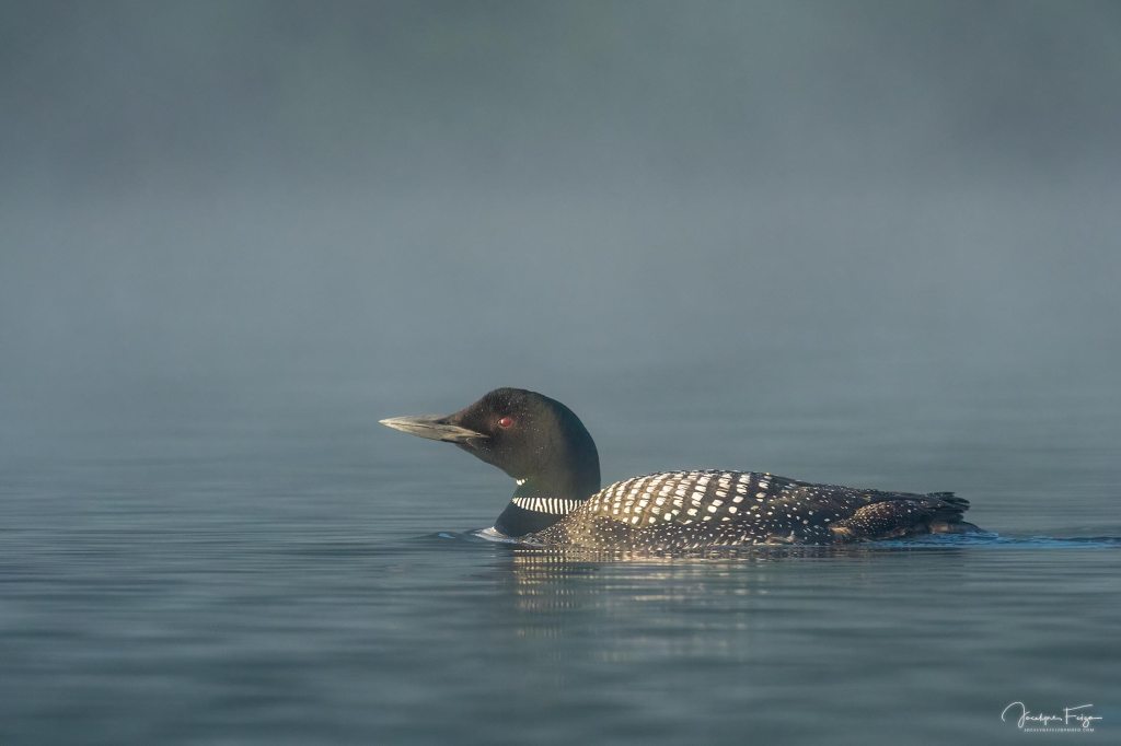 Plongeon huard