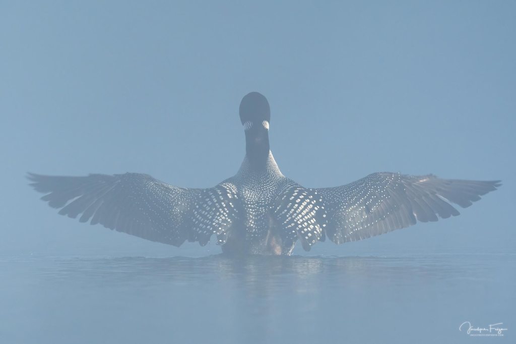Plongeon huard
