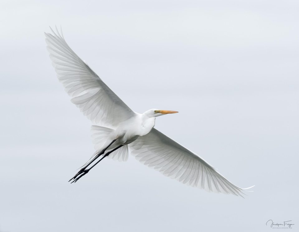 Grande aigrette