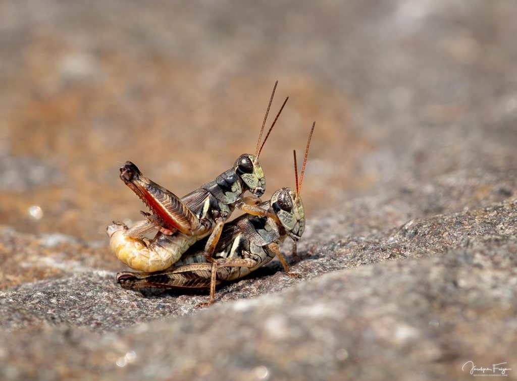 Melanoplus sp.
