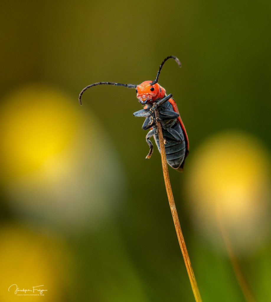 Longicorne de l'asclépiade