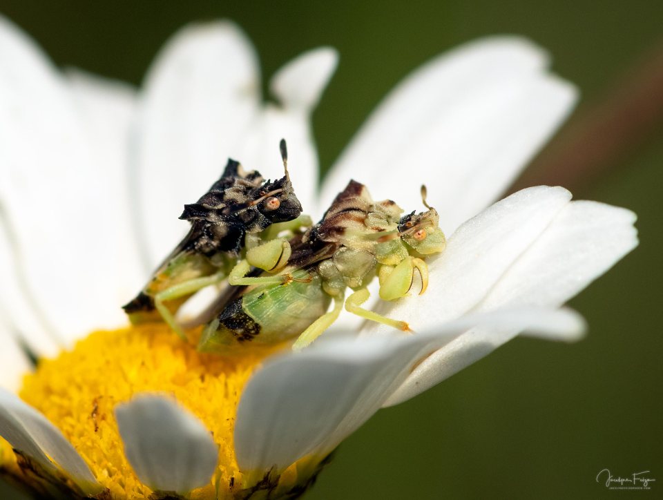 Punaises embusquées