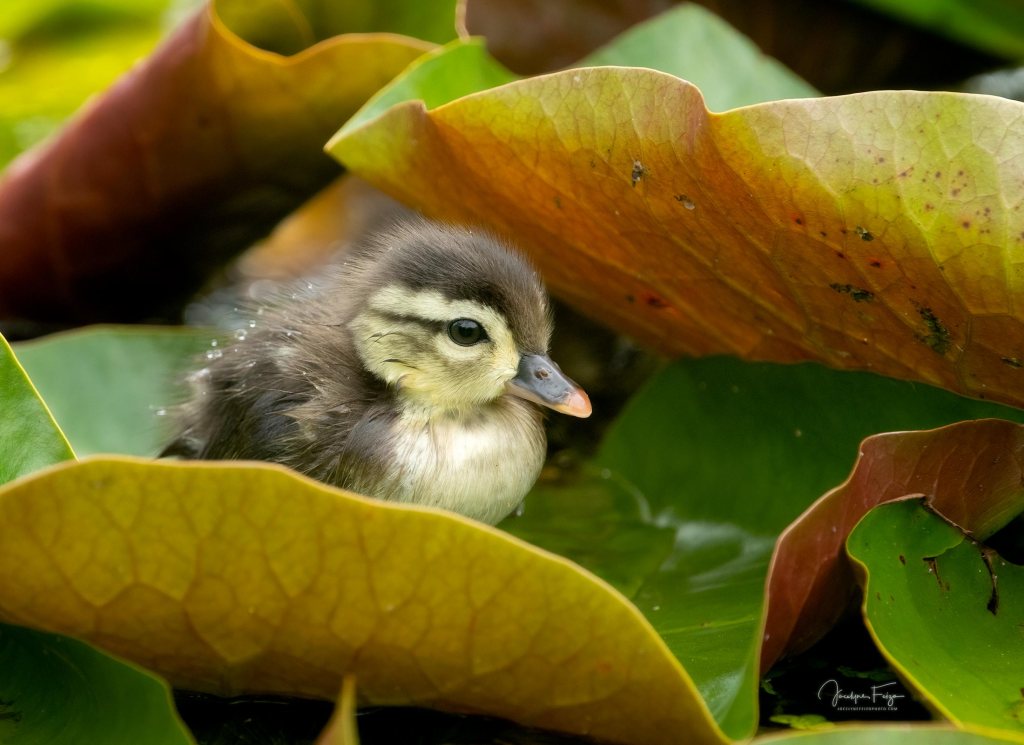 Canard branchu