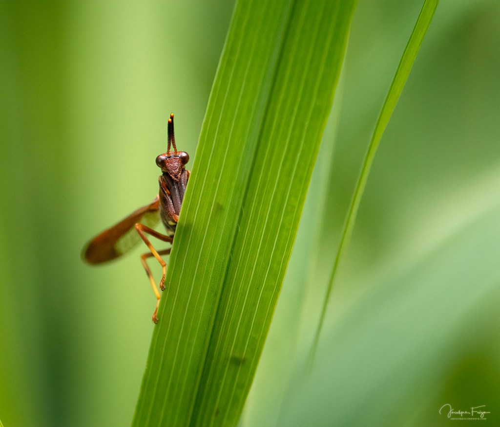 Mantispide