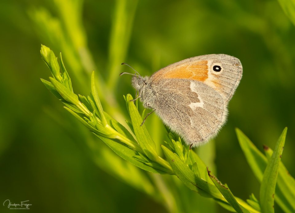 Coenonympha california
