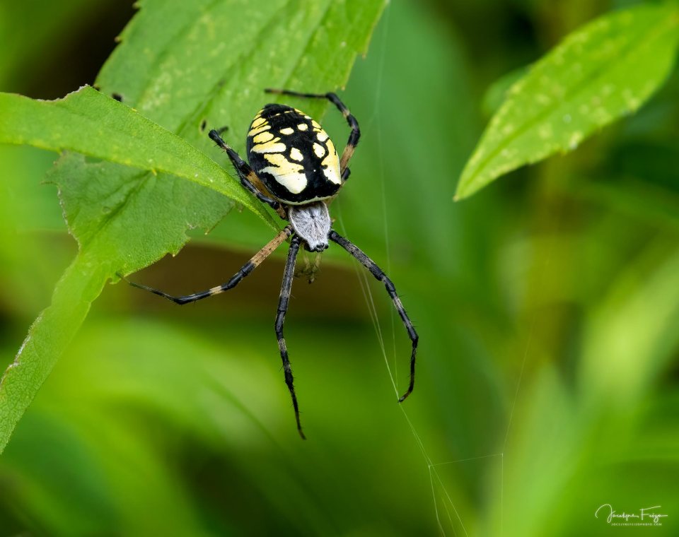 Argiope aurantia