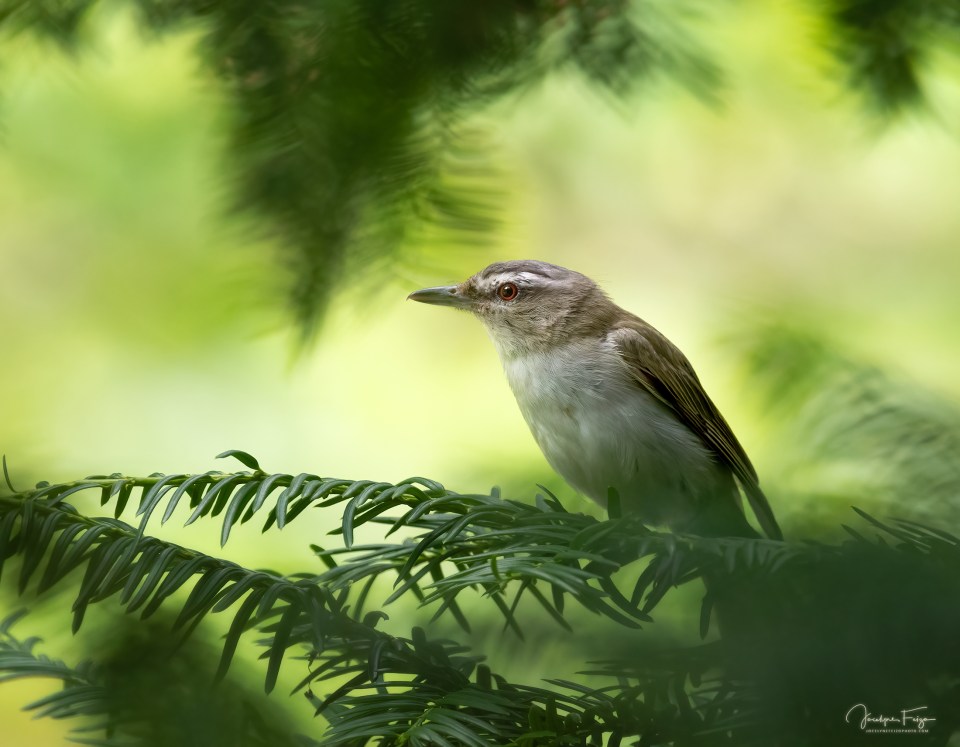Viréo aux yeux rouges