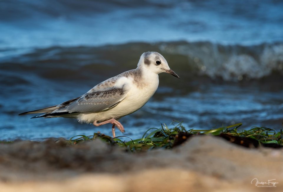 Mouette de Bonaparte