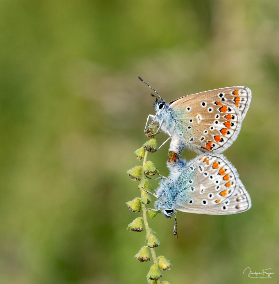 Bleu commun d'Europe