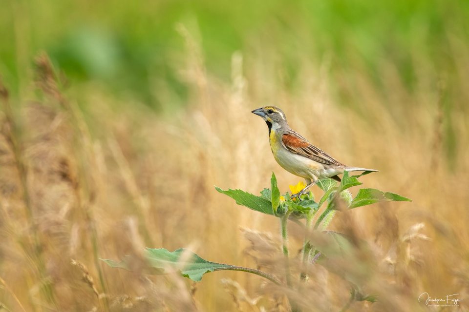 Dickcissel d'Amérique