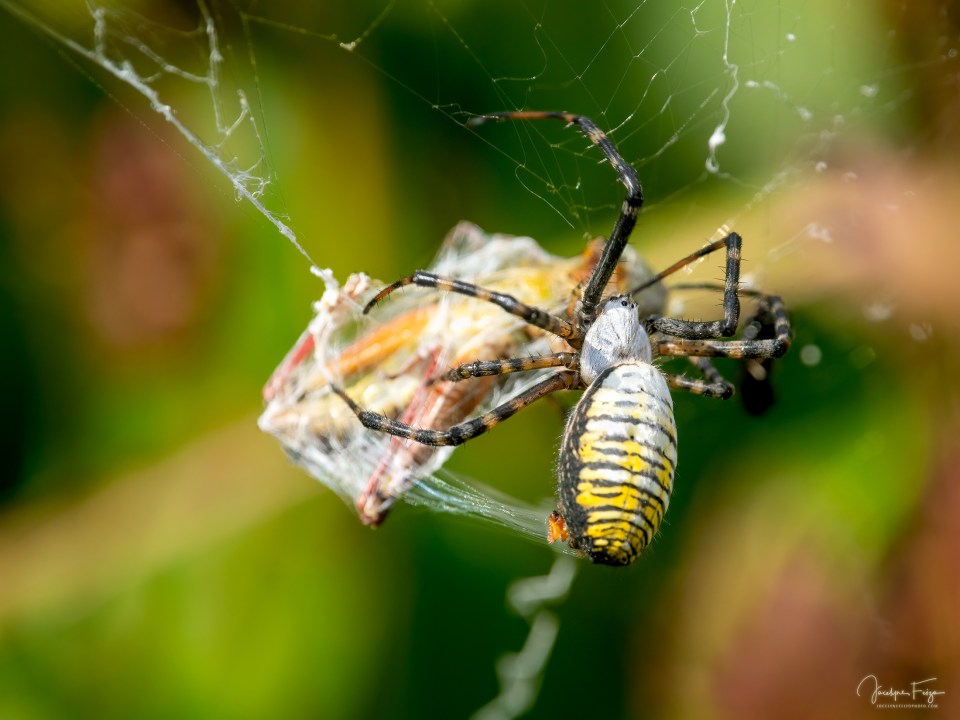 Argiope trifasciata
