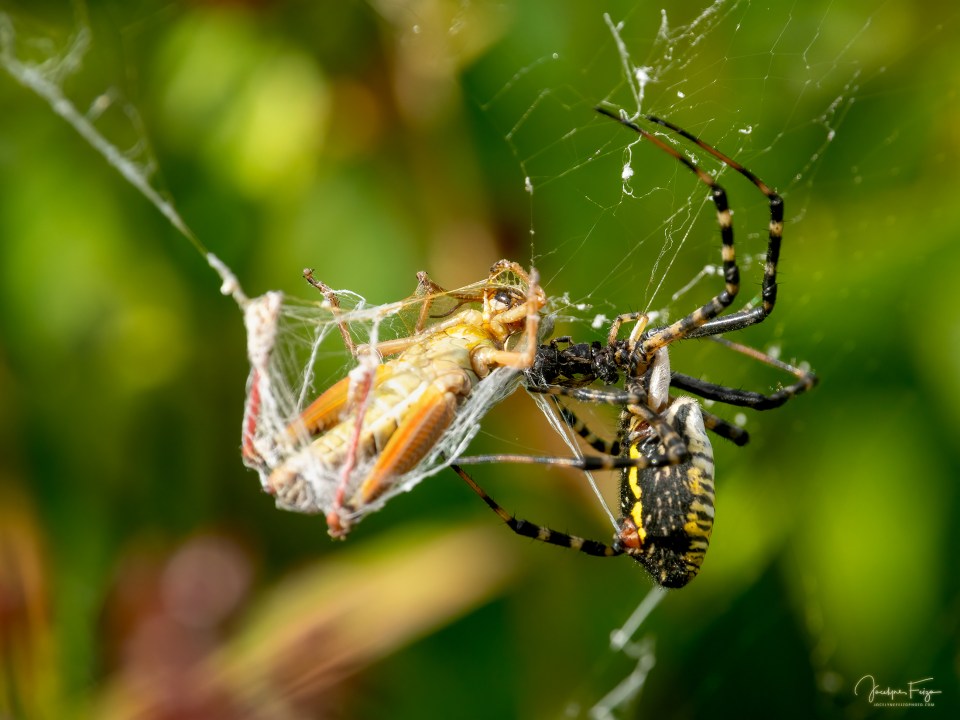Argiope trifasciata