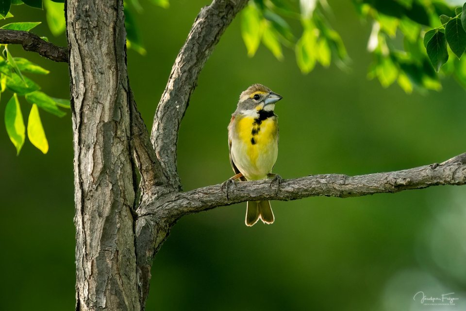 Dickcissel d'Amérique