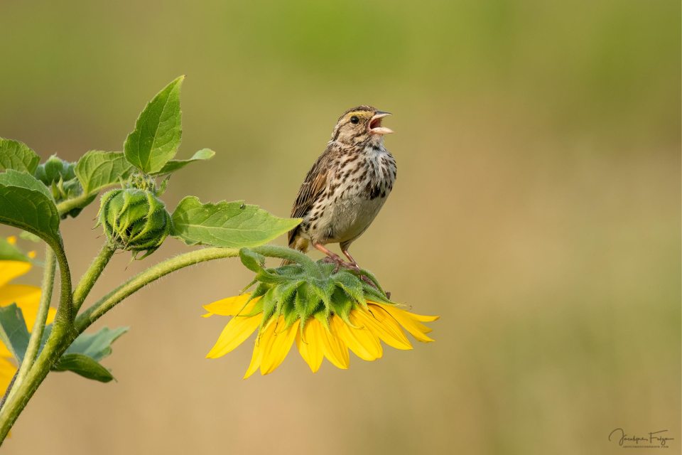 Dickcissel d'Amérique