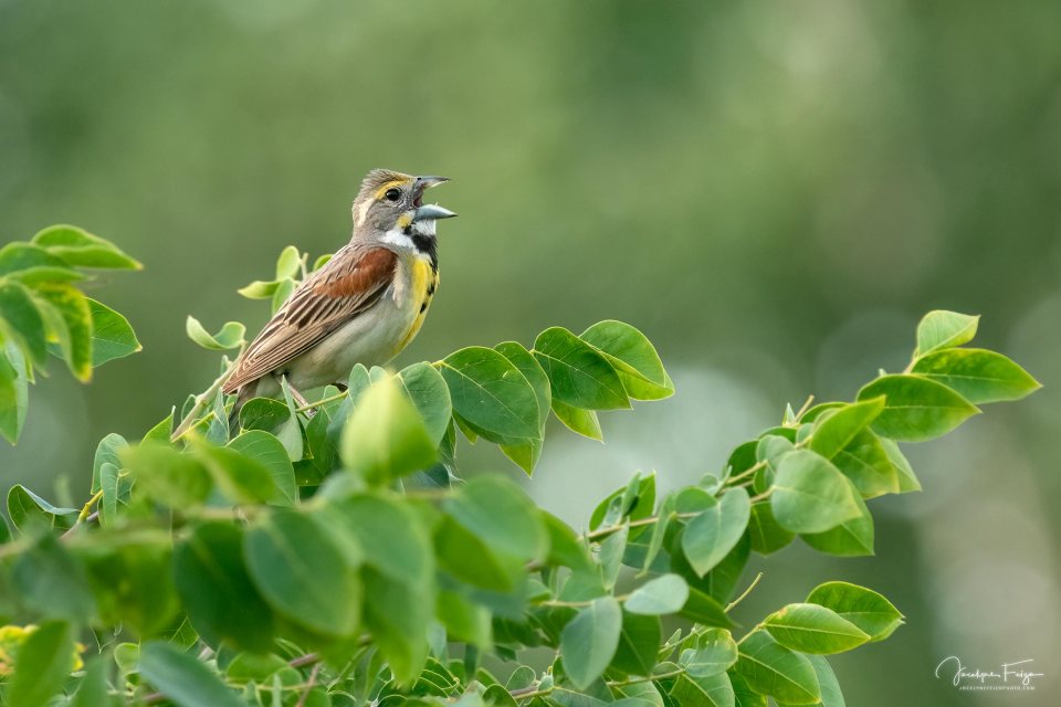 Dickcissel d'Amérique