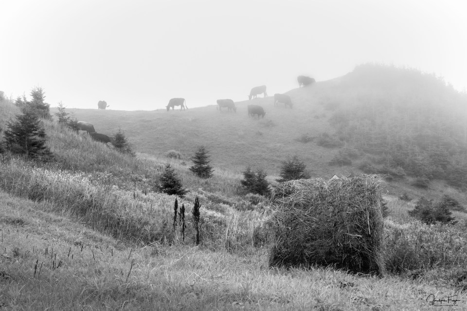 Les vaches du Pied-de-Vent