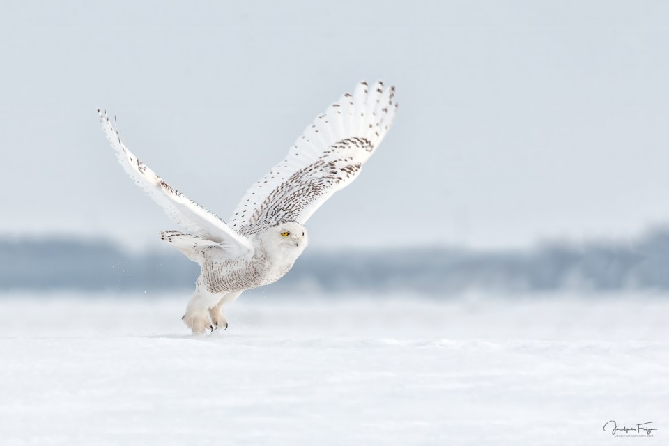 Harfang des neiges