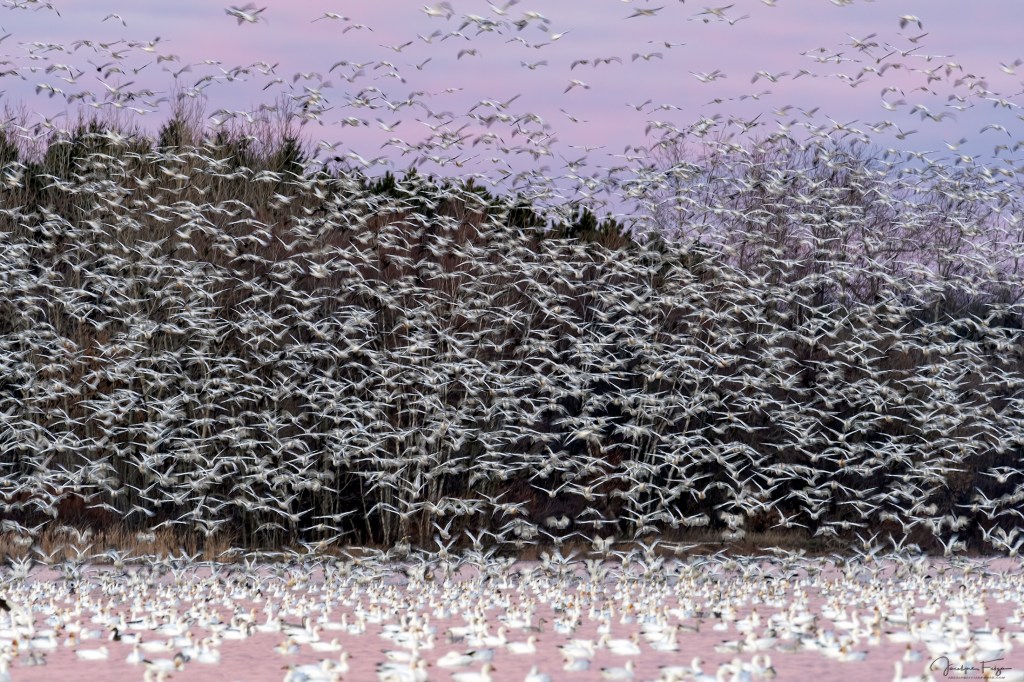 Oies des neiges