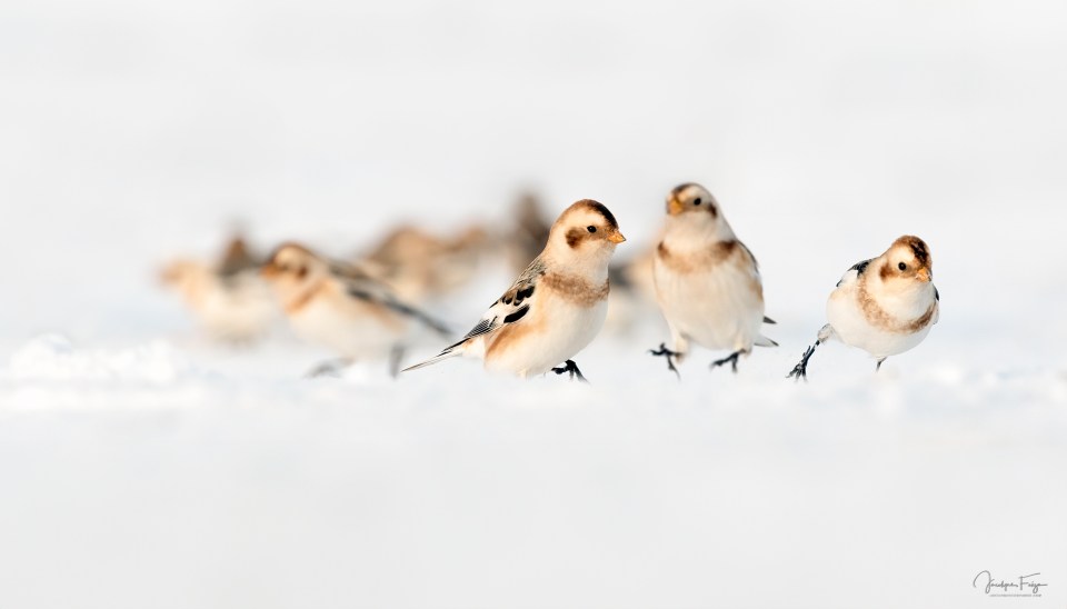 Plectrophanes des neiges