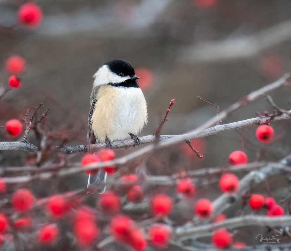 Mésange à tête noire