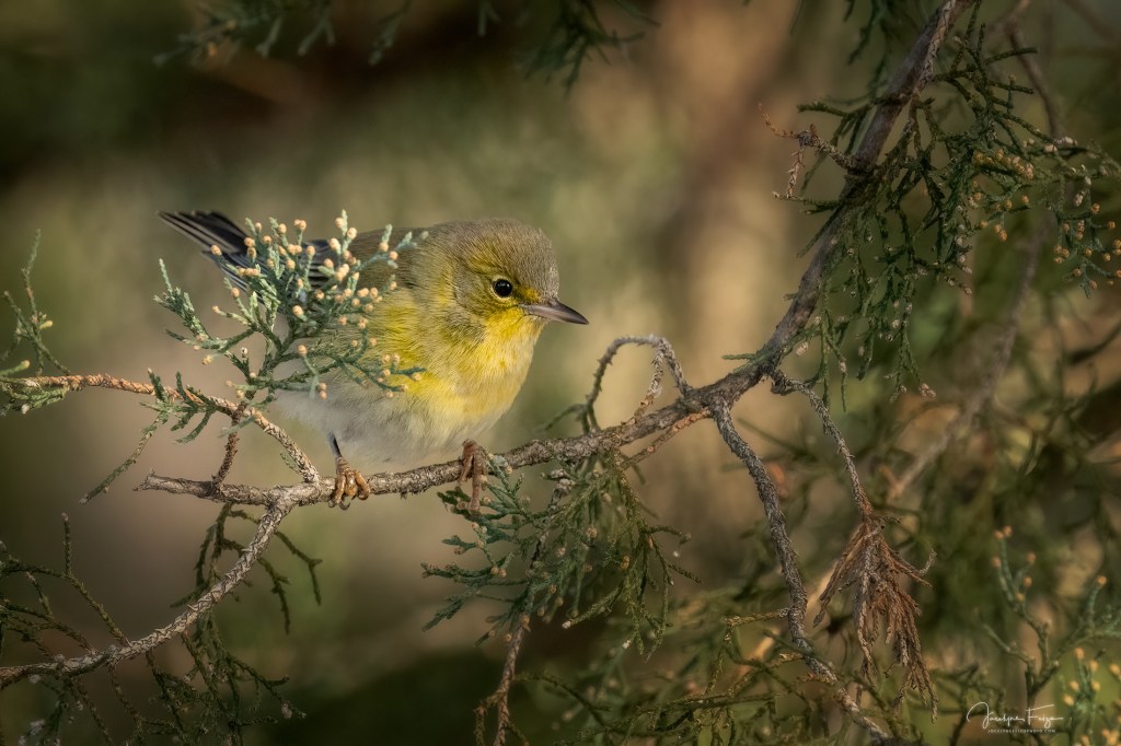 Paruline des pins
