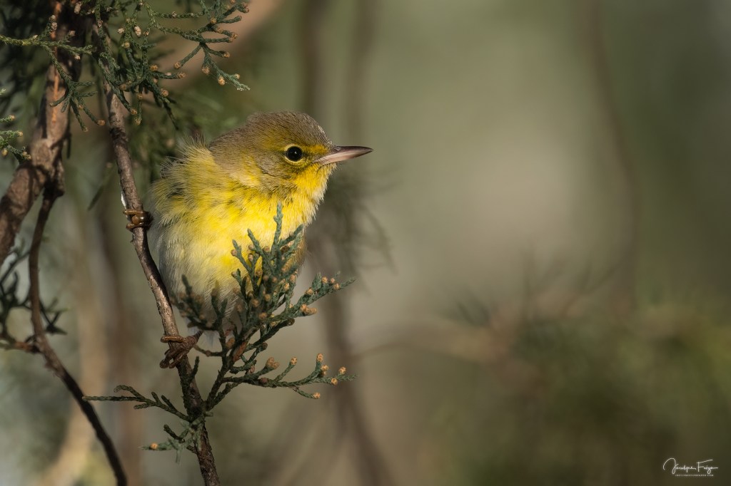 Paruline des pins