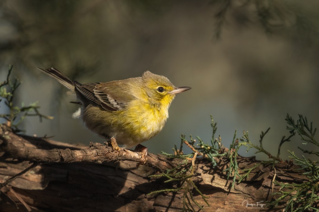 Paruline des pins