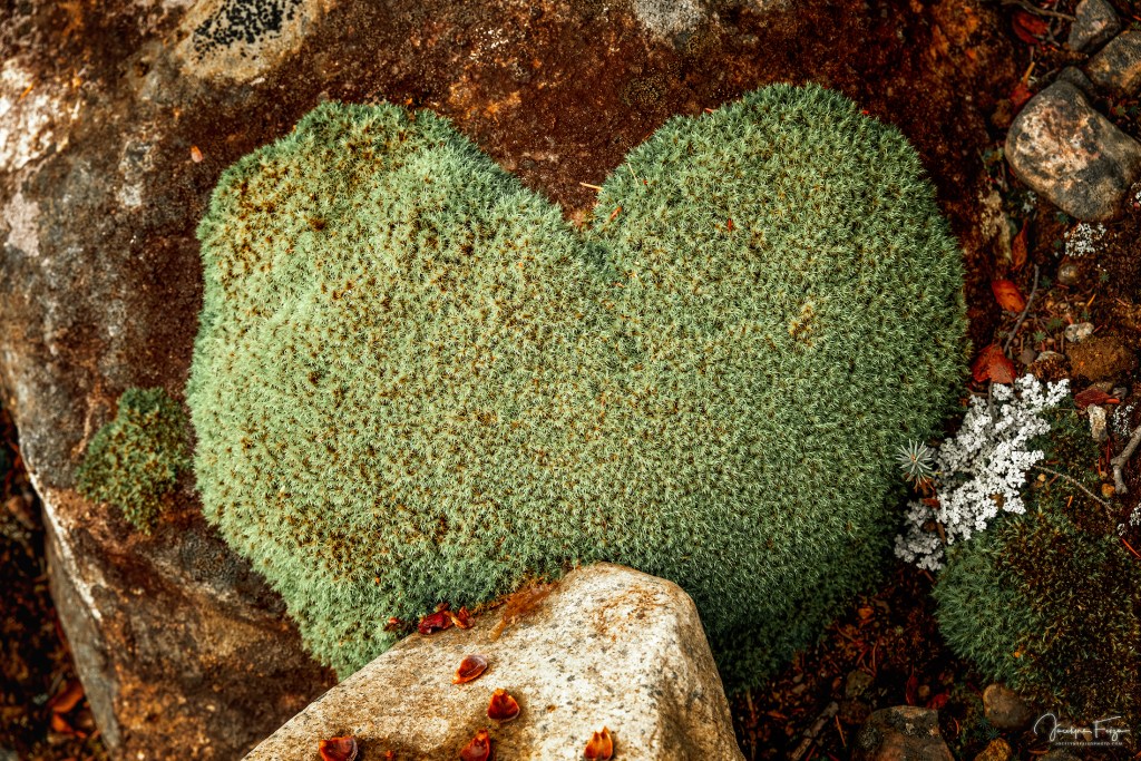 Coeur de mousse