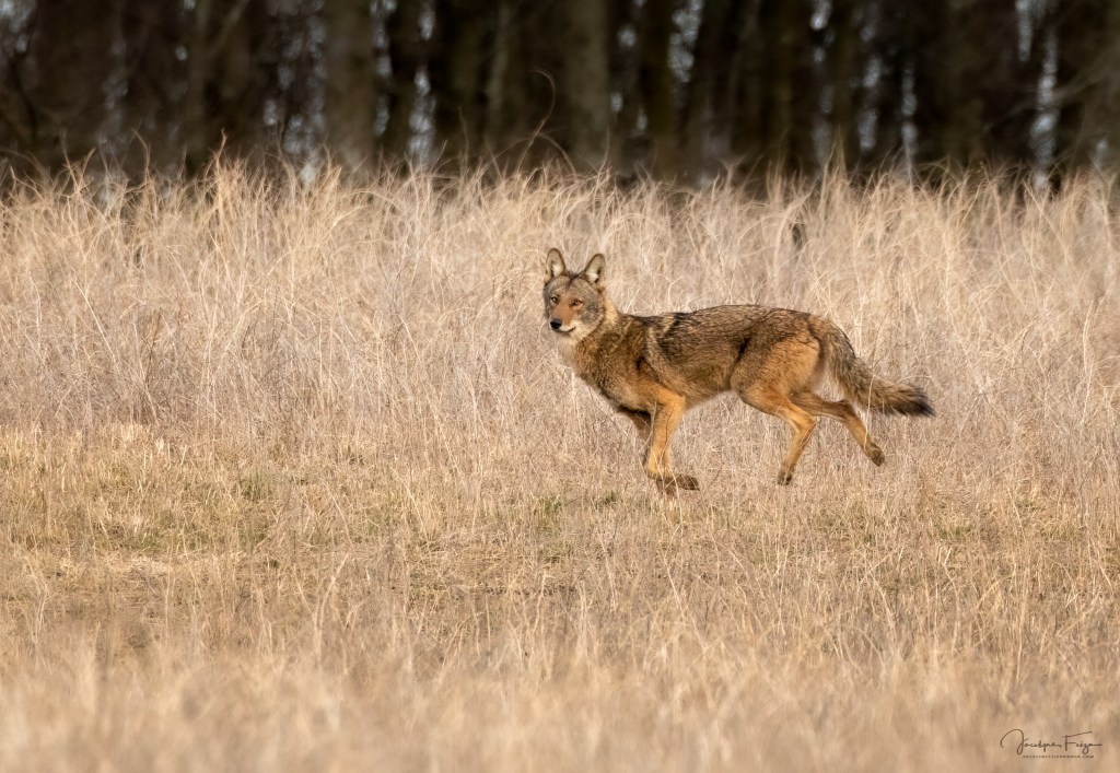 Coyote