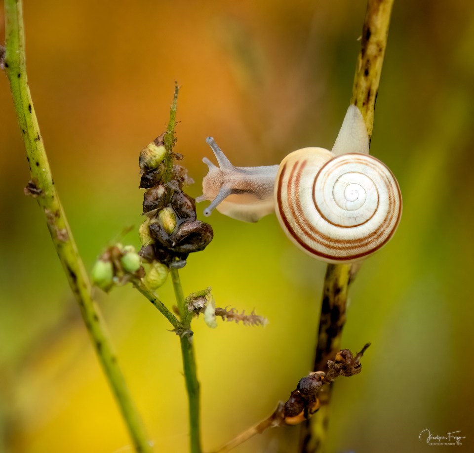 Escargot