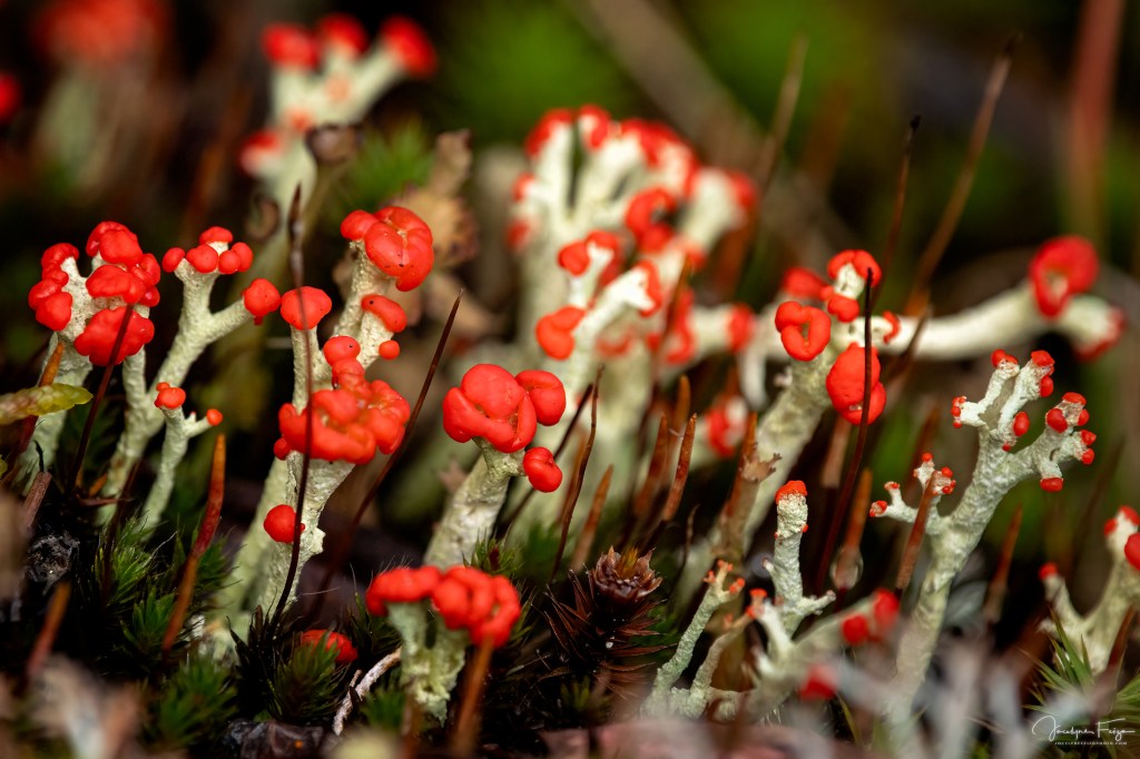 Cladoniacées