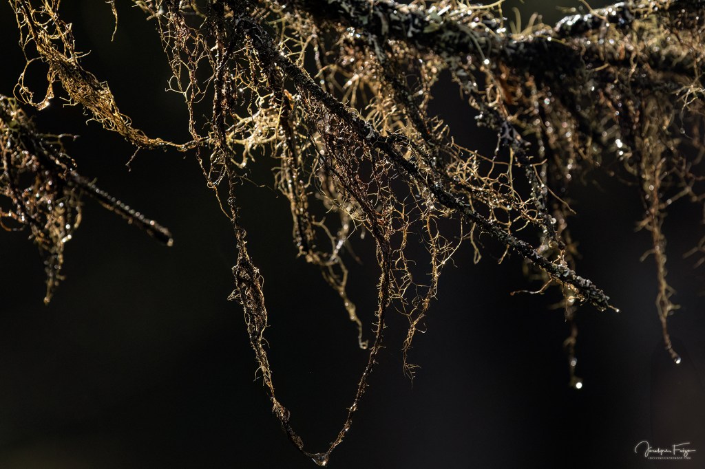 Lichen
