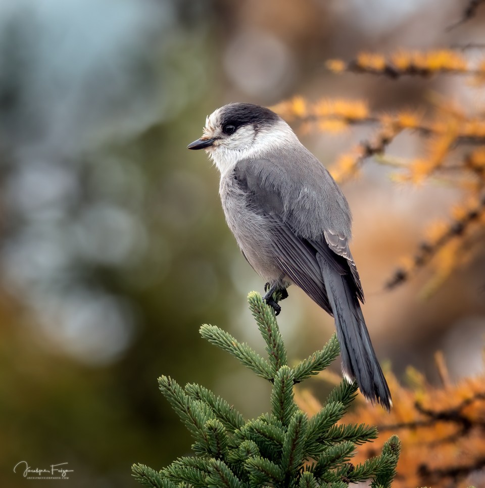 Mésangeai du Canada