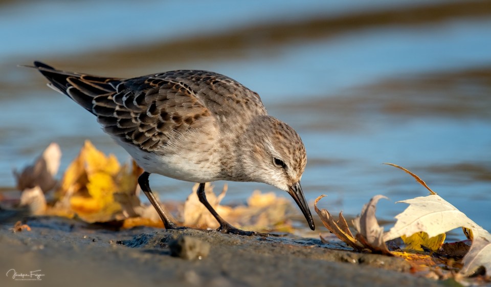 Bécasseau à croupion blanc