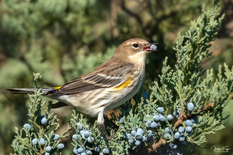 Paruline à croupion jaune