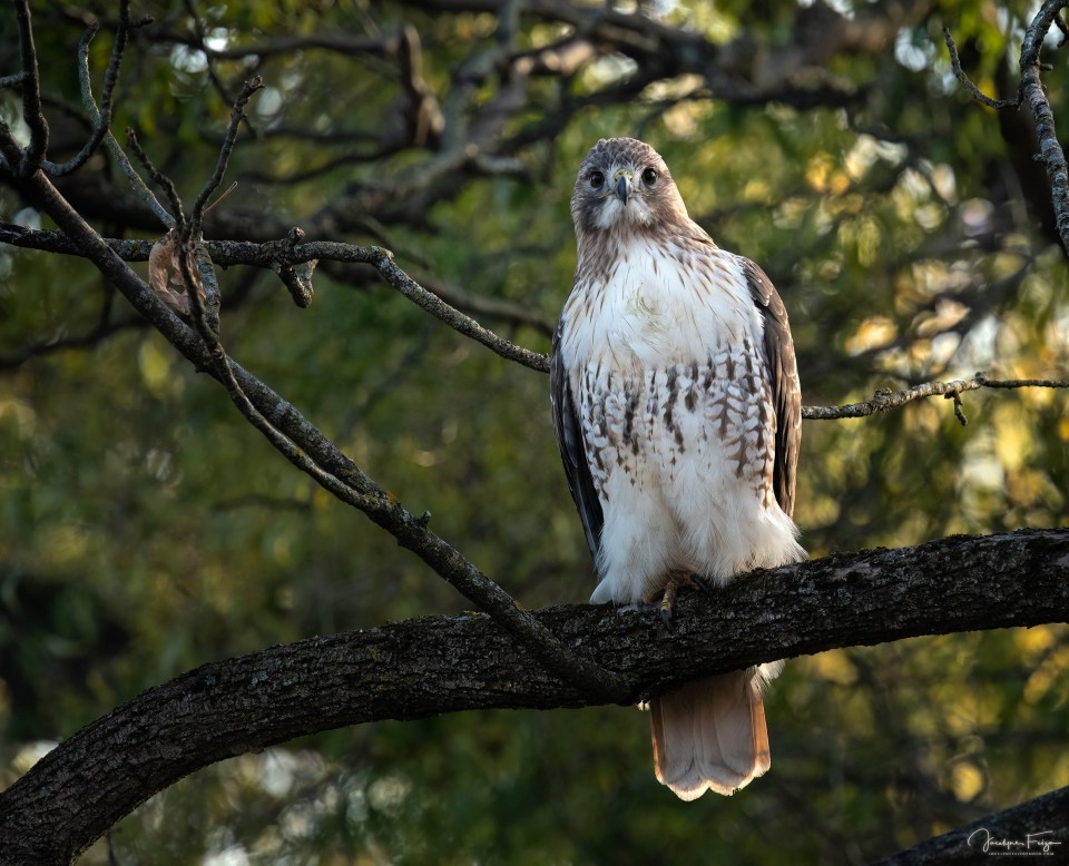 Buse à queue rousse