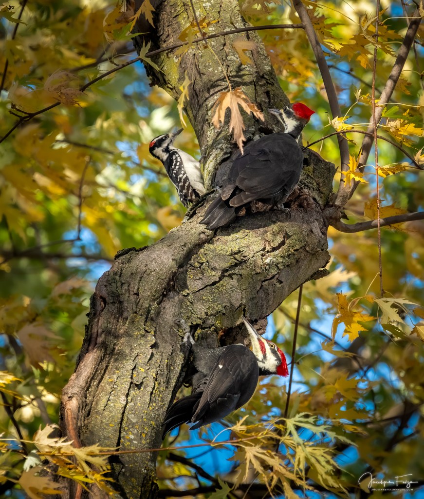 Grands Pics et Pic chevelu