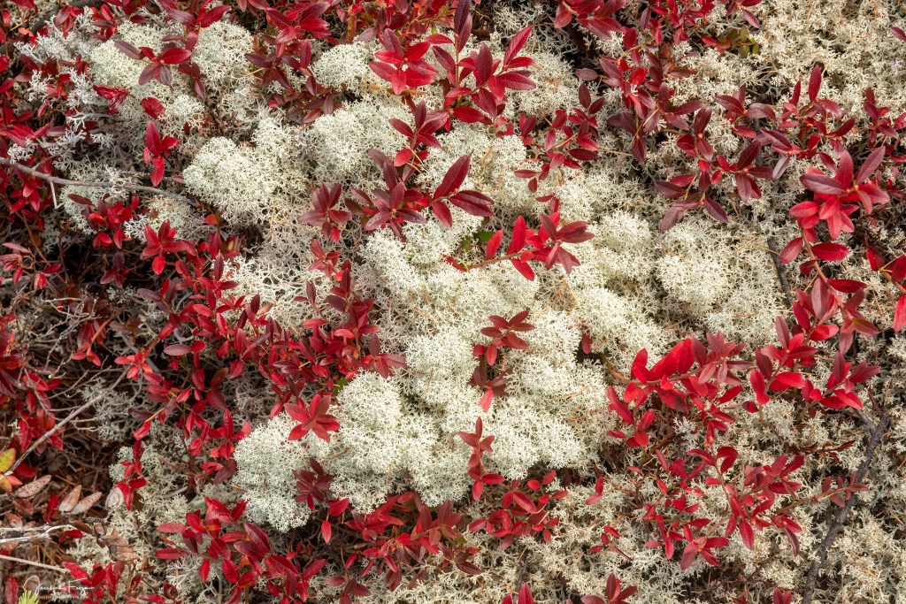 Lichens et bleuets
