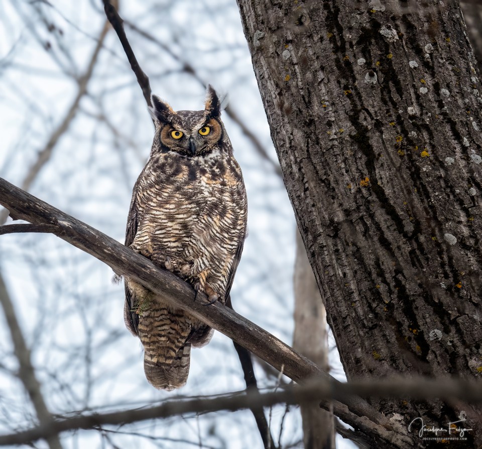 Grand-duc d'Amérique