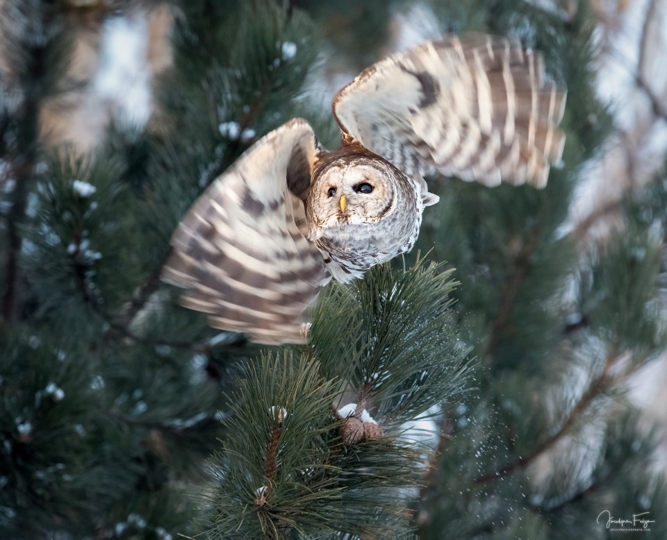 Chouette rayée