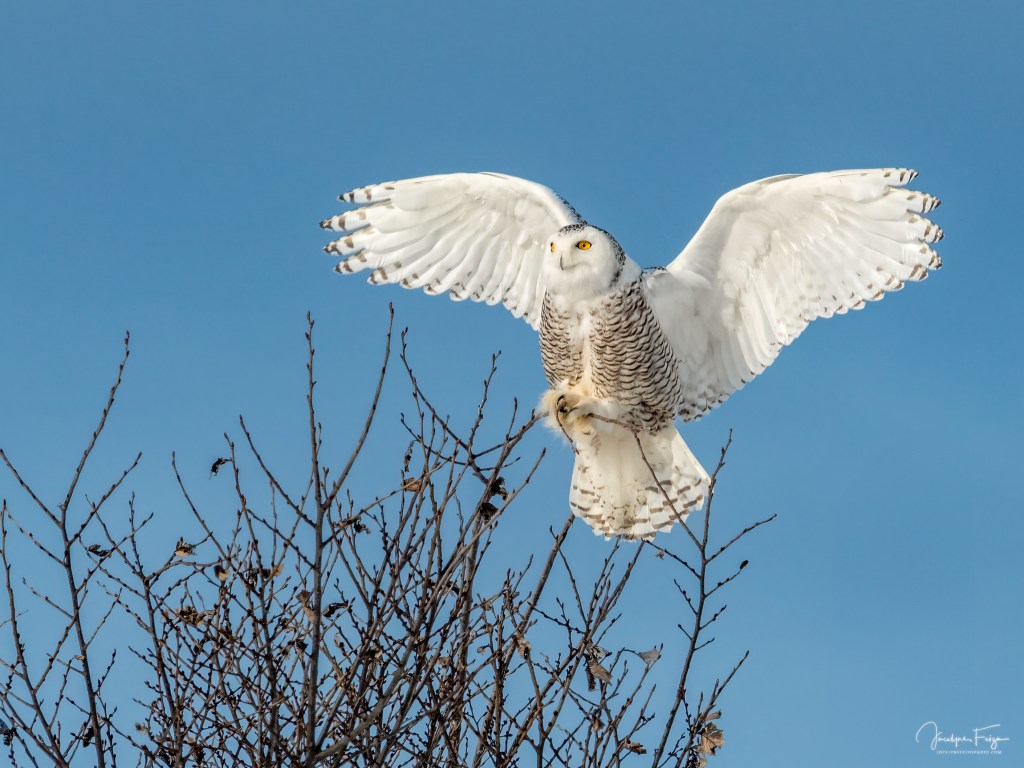 Harfang des neiges