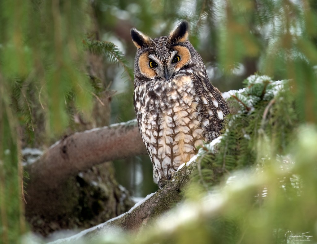 Hibou moyen-duc
