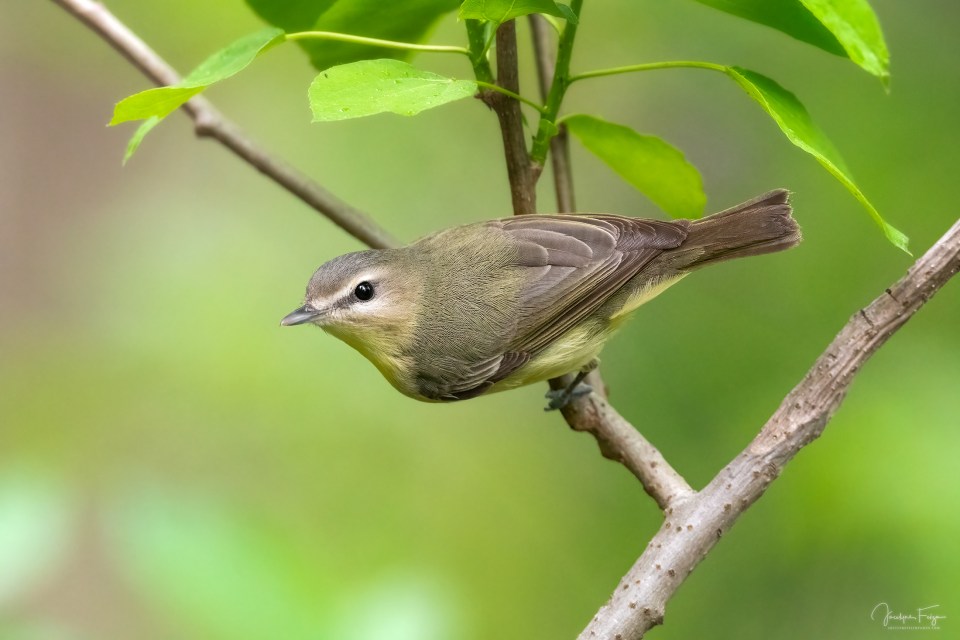 Viréo de Philadelphie