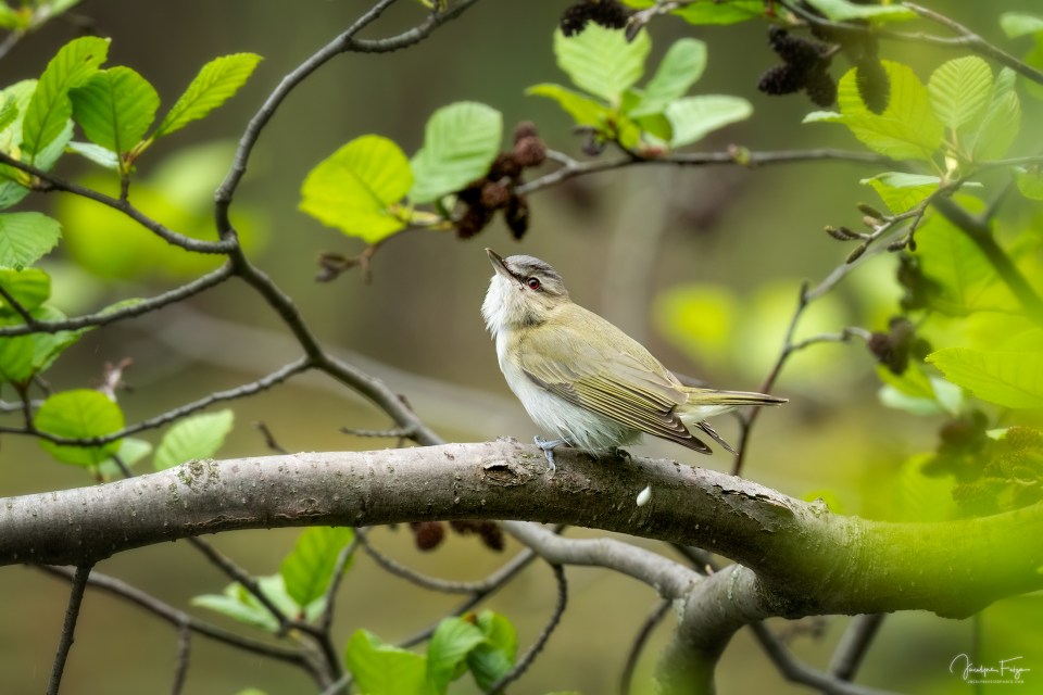 Viréo aux yeux rouges