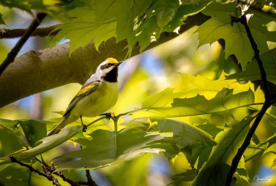 Paruline à ailes dorées