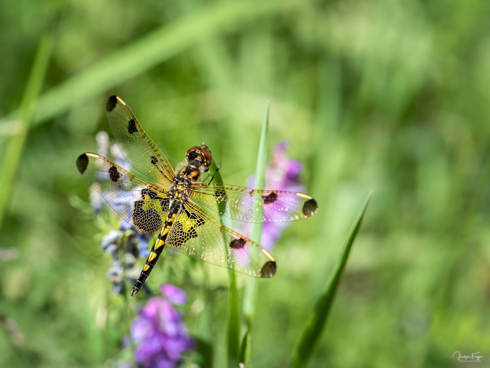 Célithème indienne